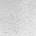 13-TChetrit