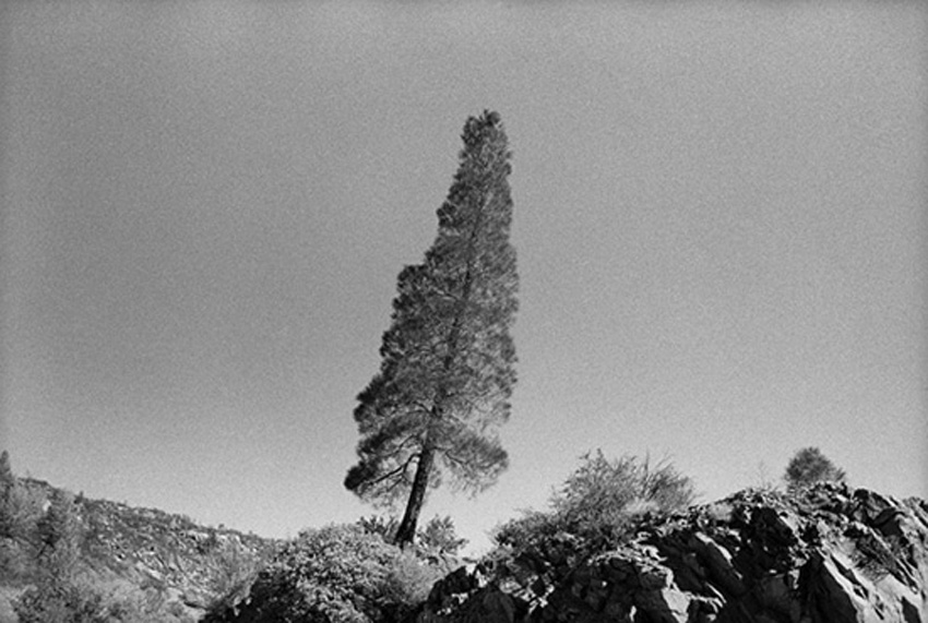SE23 the leaning tree